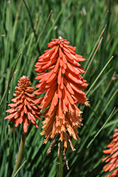 Poco Sunset Torchlily (Kniphofia 'Poco Sunset') at Lakeshore Garden Centres