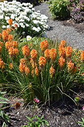 Poco Orange Torchlily (Kniphofia 'Poco Orange') at Lakeshore Garden Centres