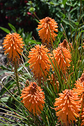 Poco Orange Torchlily (Kniphofia 'Poco Orange') at Lakeshore Garden Centres