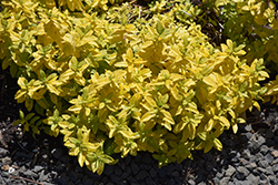 Aztec Gold Creeping Speedwell (Veronica prostrata 'Aztec Gold') at Lakeshore Garden Centres