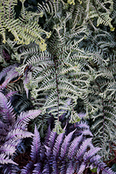 Ocean's Fury Painted Fern (Athyrium 'Ocean's Fury') at Lakeshore Garden Centres