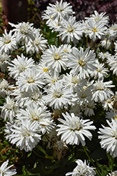 Mt. Hood Shasta Daisy (Leucanthemum x superbum 'Mt. Hood') at Lakeshore Garden Centres