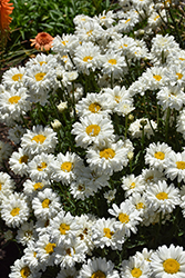 Sugar Bowl Shasta Daisy (Leucanthemum x superbum 'Sugar Bowl') at Lakeshore Garden Centres