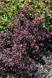 Desert Red Stonecrop (Sedum 'Desert Red') at Lakeshore Garden Centres