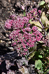 Cloud Walker Stonecrop (Sedum 'Cloud Walker') at Lakeshore Garden Centres