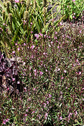 Confetti Pink Gaura (Gaura lindheimeri 'Confetti Pink') at Lakeshore Garden Centres