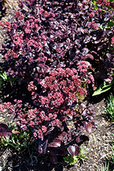 Touchdown Teak Stonecrop (Sedum 'Touchdown Teak') at Lakeshore Garden Centres
