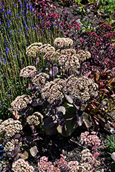 Cloud Walker Stonecrop (Sedum 'Cloud Walker') at Lakeshore Garden Centres