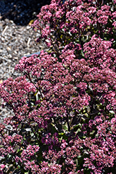 Double Martini Stonecrop (Sedum 'TNSEDDM') at Peter Knippel Garden Centre