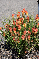 Poco Daybreak Torchlily (Kniphofia 'Poco Daybreak') at Lakeshore Garden Centres