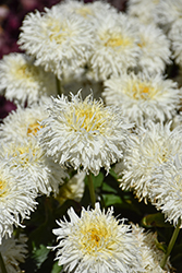 Coconut Shasta Daisy (Leucanthemum x superbum 'Coconut') at Lakeshore Garden Centres