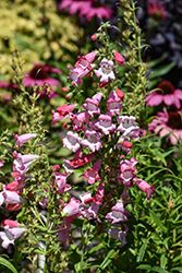 Flock Of Flamingos Beard Tongue (Penstemon 'Flock Of Flamingos') at Lakeshore Garden Centres