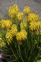 Poco Yellow Torchlily (Kniphofia 'Poco Yellow') at Lakeshore Garden Centres