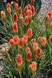 Rocket Jr. Dwarf Torchlily (Kniphofia 'Rocket Jr.') at Lakeshore Garden Centres