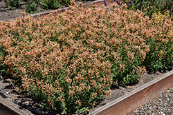 Kudos Gold Hyssop (Agastache 'Kudos Gold') at Lakeshore Garden Centres