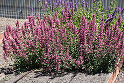 Poquito Lavender Hyssop (Agastache 'TNAGAPL') at Lakeshore Garden Centres