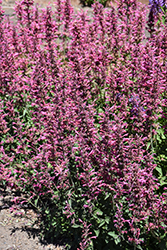 Poquito Lavender Hyssop (Agastache 'TNAGAPL') at Lakeshore Garden Centres