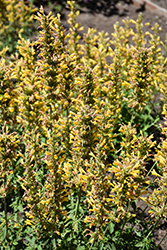Kudos Yellow Hyssop (Agastache 'Kudos Yellow') at Peter Knippel Garden Centre