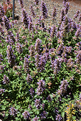 Poquito Dark Blue Hyssop (Agastache 'TNAGAPDB') at Lakeshore Garden Centres
