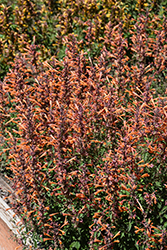 Kudos Mandarin Hyssop (Agastache 'Kudos Mandarin') at Peter Knippel Garden Centre