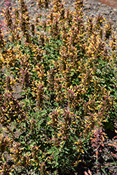 Poquito Butter Yellow Hyssop (Agastache 'TNGAPBY') at Lakeshore Garden Centres