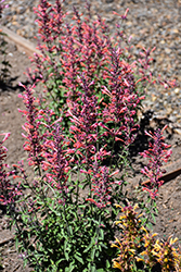 Kudos Ambrosia Hyssop (Agastache 'Kudos Ambrosia') at Lakeshore Garden Centres