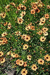 Mango Punch Tickseed (Coreopsis 'Mango Punch') at Lakeshore Garden Centres
