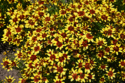 Firefly Tickseed (Coreopsis 'Firefly') at Lakeshore Garden Centres
