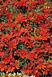 Ladybird Tickseed (Coreopsis 'Ladybird') at Lakeshore Garden Centres