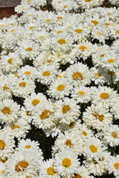 Sugar Bowl Shasta Daisy (Leucanthemum x superbum 'Sugar Bowl') at Lakeshore Garden Centres