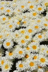 Coconut Shasta Daisy (Leucanthemum x superbum 'Coconut') at Lakeshore Garden Centres
