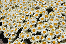 Adorable Shasta Daisy (Leucanthemum x superbum 'Adorable') at Lakeshore Garden Centres