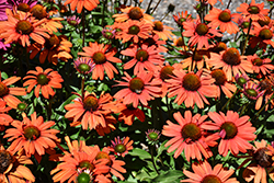 Kismet Intense Orange Coneflower (Echinacea 'TNECHKIO') at Peter Knippel Garden Centre
