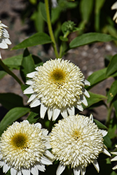 Cara Mia Sands Coneflower (Echinacea 'Cara Mia Sands') at Lakeshore Garden Centres