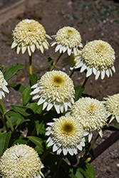 Cara Mia Sands Coneflower (Echinacea 'Cara Mia Sands') at Lakeshore Garden Centres