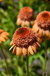 Supreme Cantaloupe Coneflower (Echinacea 'Supreme Cantaloupe') at Lakeshore Garden Centres