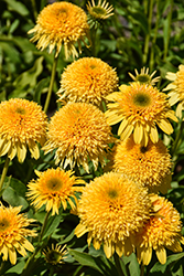 Cara Mia Yellow Coneflower (Echinacea 'TNECHCMY') at Lakeshore Garden Centres