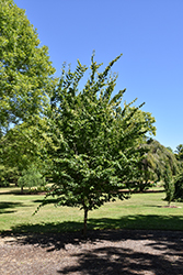 Rising Fire American Hornbeam (Carpinus caroliniana 'Uxbridge') at Lakeshore Garden Centres