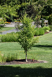 Goldspire Ginkgo (Ginkgo biloba 'Goldspire') at Peter Knippel Garden Centre