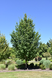 Highland Park Bigtooth Maple (Acer grandidentatum 'Hipazam') at Lakeshore Garden Centres