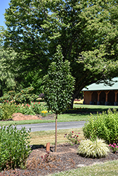 Ivory Spear Flowering Crab (Malus 'JFS KW214MX') at Lakeshore Garden Centres
