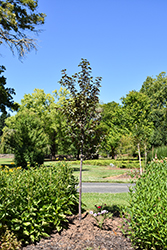 Ruby Dayze Crabapple (Malus 'JFS KW139MX') at Lakeshore Garden Centres
