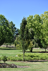 Javelin Ornamental Pear (Pyrus 'NCPX1') at Lakeshore Garden Centres
