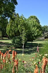 Urban Sunset Maple (Acer 'JFS-KW187') at Lakeshore Garden Centres