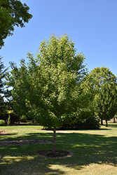 Chastity Ornamental Pear (Pyrus 'NCPX2') at Lakeshore Garden Centres