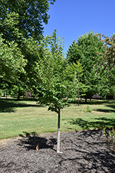 Summer Elixir Elm (Ulmus chenmoui 'JAB Morton') at Lakeshore Garden Centres