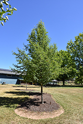 Firestarter Black Gum (Nyssa sylvatica 'JFS-red') at Lakeshore Garden Centres