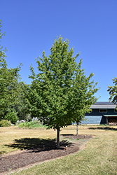 Tupelo Tower Black Gum (Nyssa sylvatica 'WFH1') at Lakeshore Garden Centres