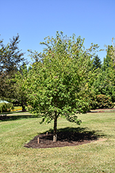 Great Wall Pekin Lilac (Syringa pekinensis 'WFH2') at Lakeshore Garden Centres