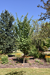 Pink Myst Sargent Cherry (Prunus sargentii 'JFS KW21PS') at Lakeshore Garden Centres